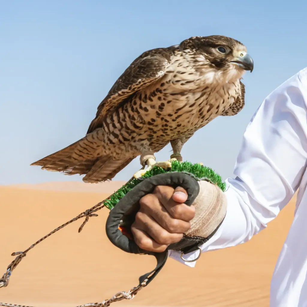 Falconry
