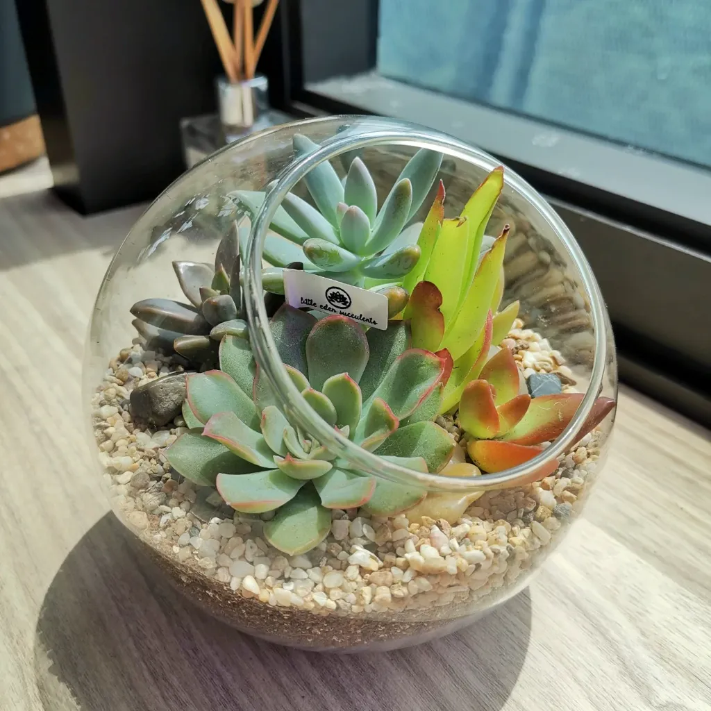 Terrarium Workshop